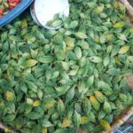 サムネイルブログ