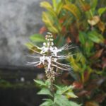 サムネイルブログ