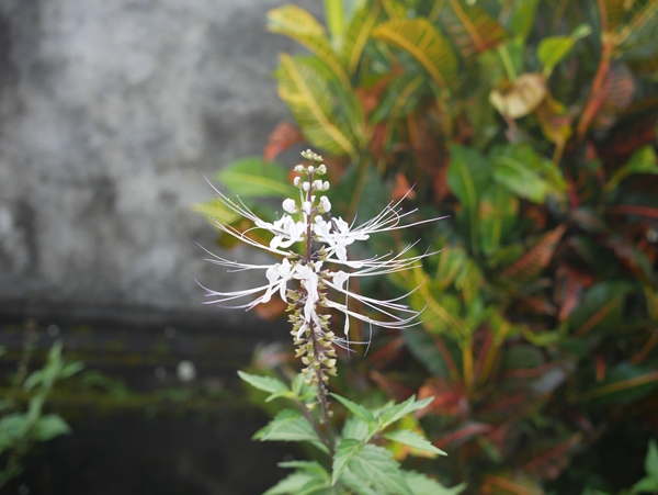 サムネイルブログ