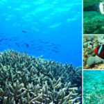 サムネイルブログ